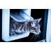 SureFlap Microchip Pet Door (large cat/small dog) - wooden fitting (incl batteries) ***OUT OF STOCK AT PRESENT*** SureFlap Microchip Pet Door (large cat/small dog) - wooden fitting (incl batteries) ***OUT OF STOCK AT PRESENT***